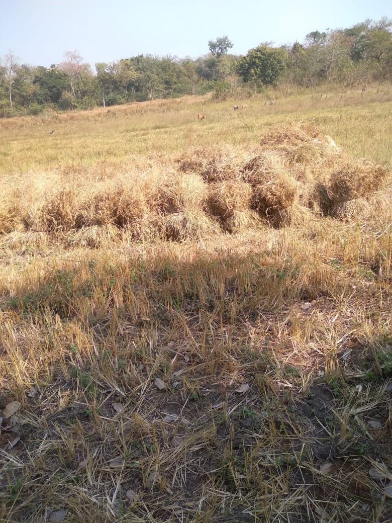Harvest and agricultural activity in Guinea.