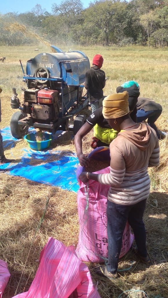 Mechanized threshing and grain processing.